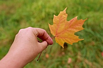 Single orange sugar maple leaf in hand with green background