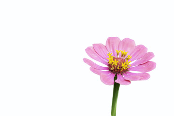 Zinnia pink bloom ,Isolated on the white background