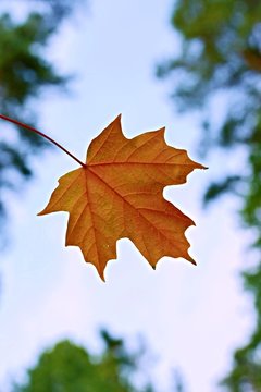 Single orange sugar maple leaf with blue sky background