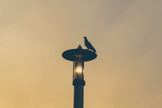 Bird on old street lamp light silhouette with sunrise background
