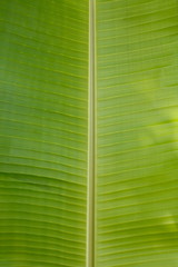 Green banana leaf background