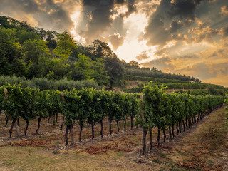 Naklejka premium Alba in vigna