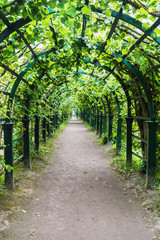 Fototapety  long green tunnel of trees and bushes in the Park