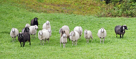 flock of black and white sheep