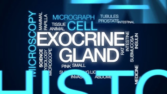 Exocrine gland animated word cloud, text design animation.