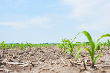 Corn field: young corn plants growing in the sun