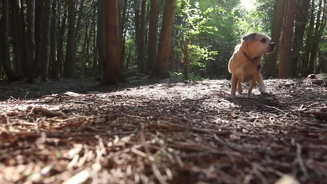 In the forest a dog runs towards camera and stops.
