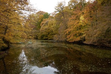 Autumn in the forest of Soignes near Brussels in Belgium 