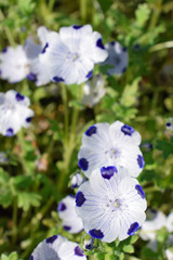 Fototapeta na wymiar Nemophila maculata, also known as baby blue eyes and fivespot. Bowl-shaped white flowers with purple / blue veins and dots. Vertical image.