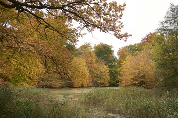 Fototapeta premium Autumn in the forest of Soignes near Brussels in Belgium 