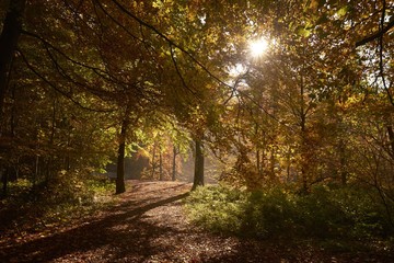 Fototapeta na wymiar Autumn in the forest of Soignes near Brussels in Belgium 