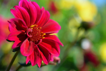 Beautiful red color Dahlia close up. 