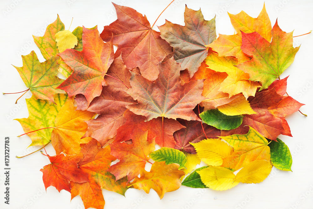 Wall mural autumn leaves background