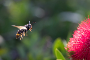 Avispa velutina