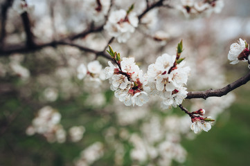 Apricot blossom, bloom, flowering. Welcome fresh spring. Branch with flowers. Floral background, macro, close up. Sakura flowers.