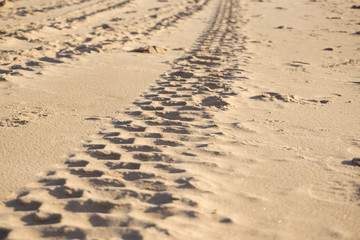 Prints of a wheel in the sand on the beach of the Baltic Sea in summer: summer is almost gone, waiting for autumn.