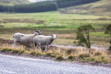 Two  sheeps in the grass next to a road in the high lands of scotland with grass and trees in the background