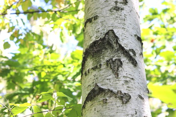 Beautiful birches in forest in early autumn