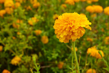 Yellow Marigolds flowers
