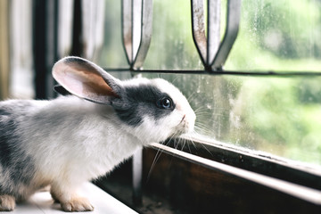 White rabbit looking through the window, Curious little bunny watching out the window in sunny day,Lovely pet for children and family.