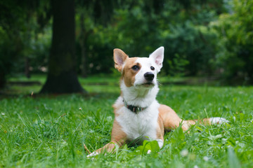 Fototapeta na wymiar Happy and active purebred Basenji dog outdoors in the grass on a sunny summer day