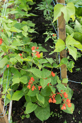 Scarlet runner beans growing in home garden with wooden stakes and string