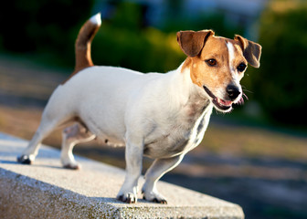Jack Russell Terrier outdoors