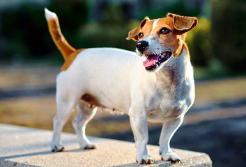 Jack Russell Terrier outdoors