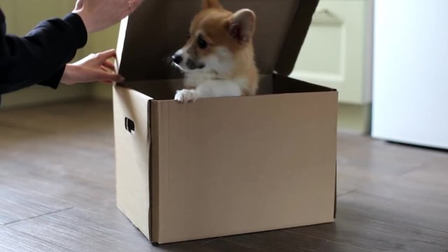 Welsh Corgi Puppy Sits in a Cardboard Box. Gift Puppy