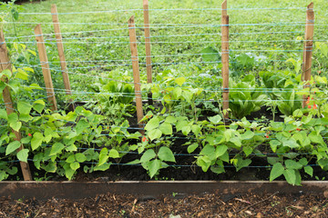 Scarlet runner beans growing in home garden with wooden stakes and string