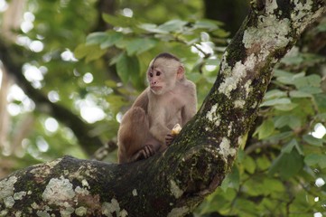 Capuchin Monkey with Fruit