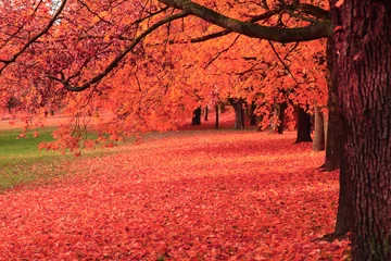Photo sur Plexiglas Automne parc d& 39 automne rouge