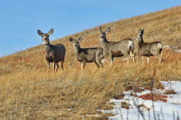 Four deer on a golden winter field
