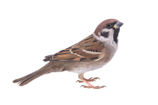 sparrow © fotomaster