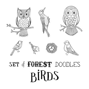 Vector set of forest doodles birds.