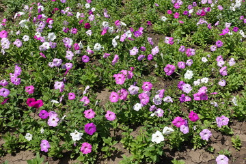 Fototapeta premium Flowering petunias in the flowerbed in June