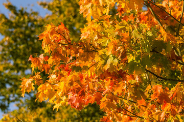 Beautiful, colorful autumn leaves of maple tree in park. Vivid color of a fall trees. Beautiful autumn scenery.