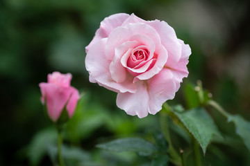 Pink Rose