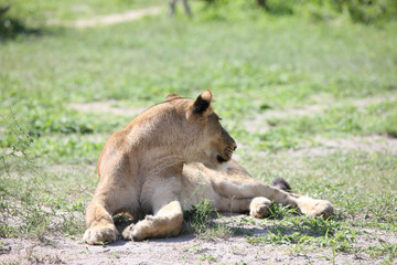 Lion wild dangerous mammal africa savannah Kenya