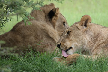 Lion wild dangerous mammal africa savannah Kenya