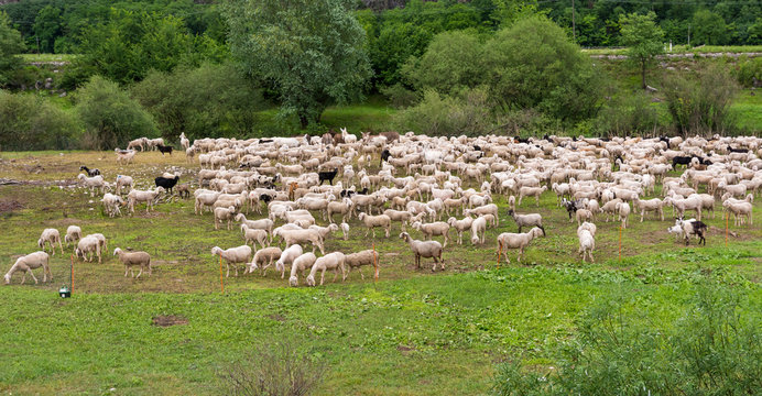 Flock of sheeps grazing in a hill