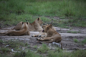Lion wild dangerous mammal africa savannah Kenya