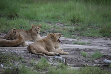 Plakat Lion wild dangerous mammal africa savannah Kenya