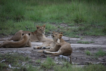 Lion wild dangerous mammal africa savannah Kenya