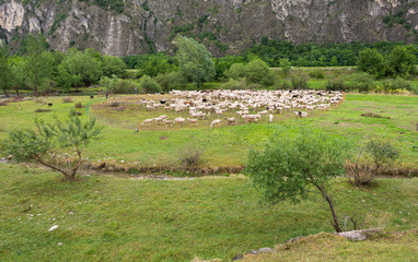 Fototapeta na wymiar Flock of sheeps grazing in a hill