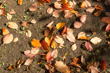 地面の紅葉