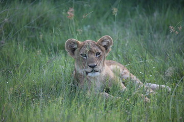 Obraz premium Lion wild dangerous mammal africa savannah Kenya