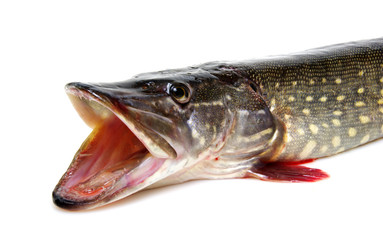  Pike isolated on white