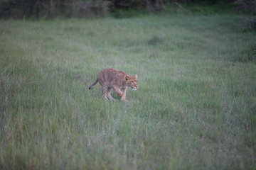 Lion wild dangerous mammal africa savannah Kenya