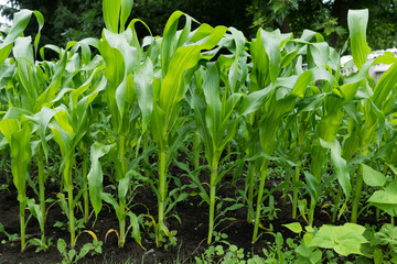 Corn growing in home garden